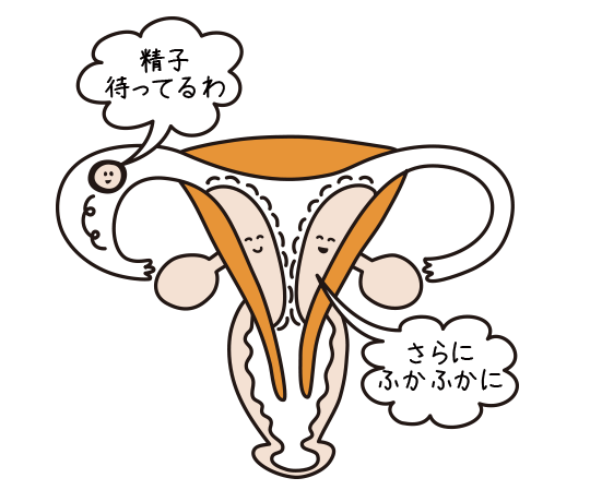 排卵日と妊娠の関係って ハイテスター